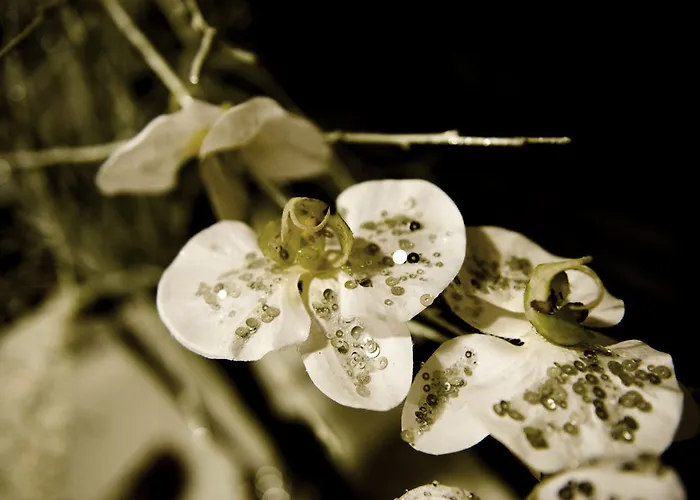 Sogno Di Giulietta E Romeo 3* Wenecja